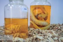 گزارش تصویری | برگزاری دهمین نمایشگاه جوانه در دانشگاه صنعتی شاهرود 